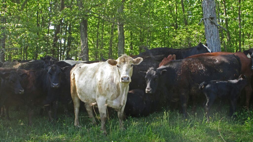 why is canadian beef so expensive